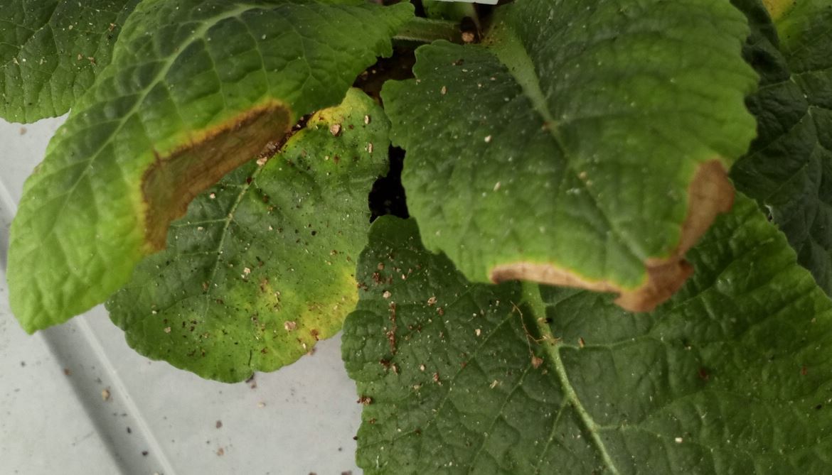 leaf edge scorch symptoms in primula 2